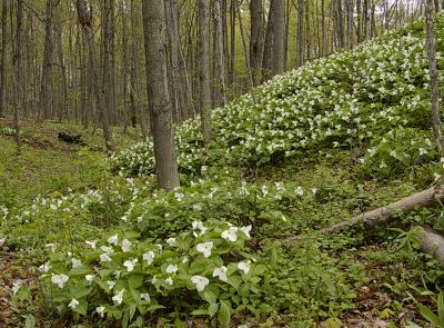 trilliumforest